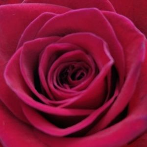 Meet your Posher, Dee